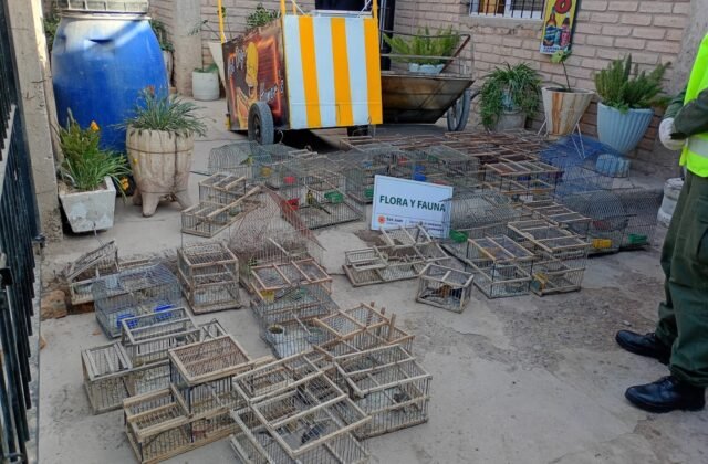 San Juan: Ambiente secuestró 45 aves silvestres y 4.000 kilos de leña en operativos de control